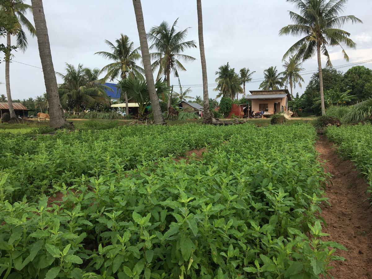 Green Life Cottage Siem Reap Exterior photo